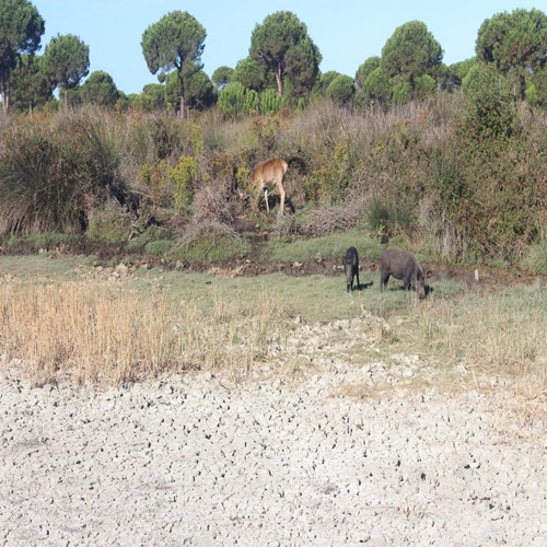 parque-nacional-de-donana-animals