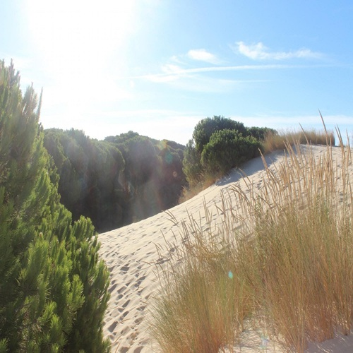 parque-nacional-de-donana-dunes-500x500
