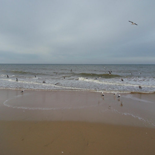 reserva-natural-del-coto-500x500