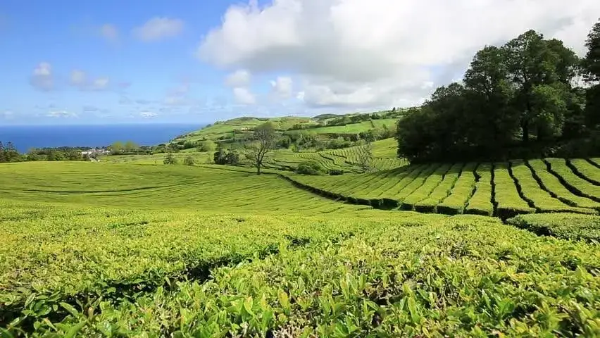 Read more about the article Europe’s Only Tea Plantation is in Portugal
