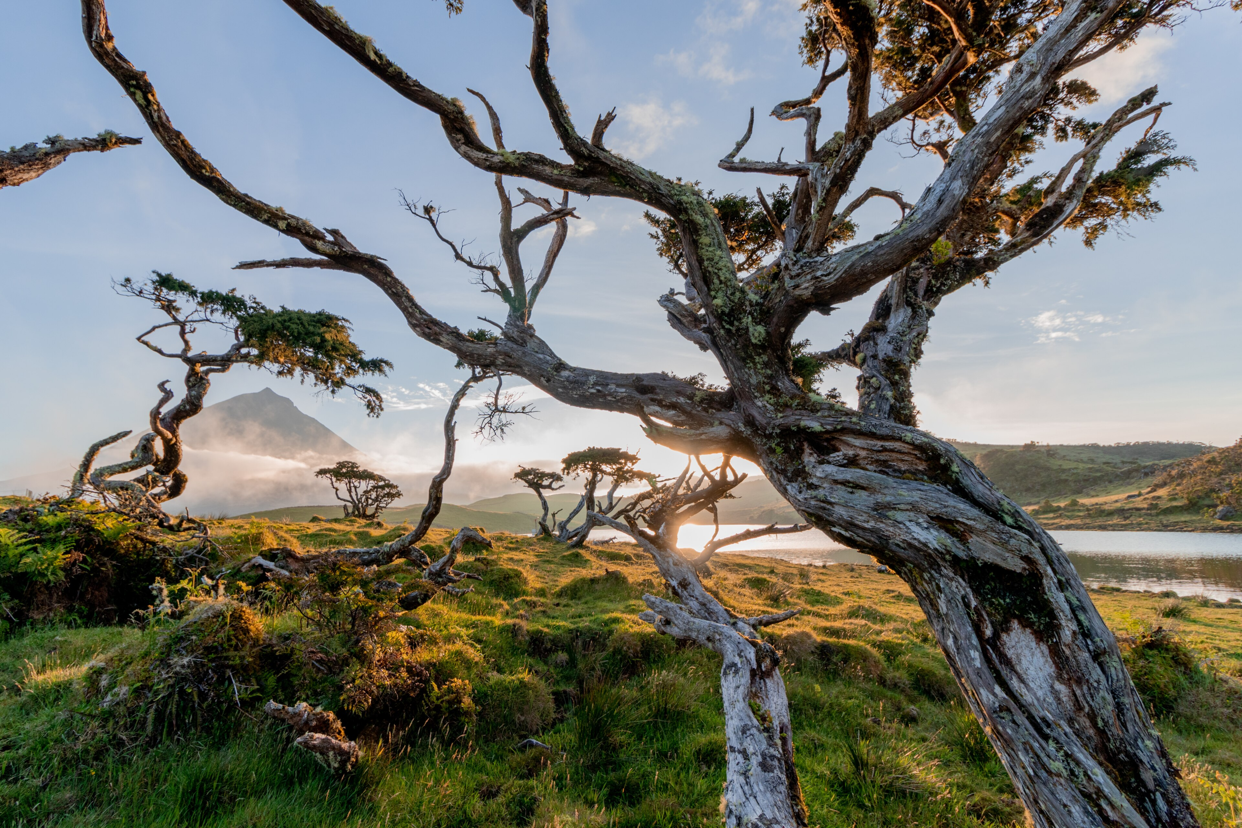 Read more about the article Portugal’s Volcanic Wines (Azores Islands)
